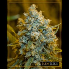 Critical Jack feminisierte Samen 3Stck Silent Seeds