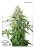 Auto Cinderella Jack® - fem. en autoflowering zaden 7 stuks Dutch Passion