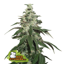 Seedstockers Nicole Cream Auto samonakvétací semena, 25 ks