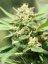 Jamaican Dream - 9ks feminized semená Eva Seeds