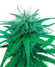 Ruderalis Indica - 10 seeds standardized Sensi Seeds