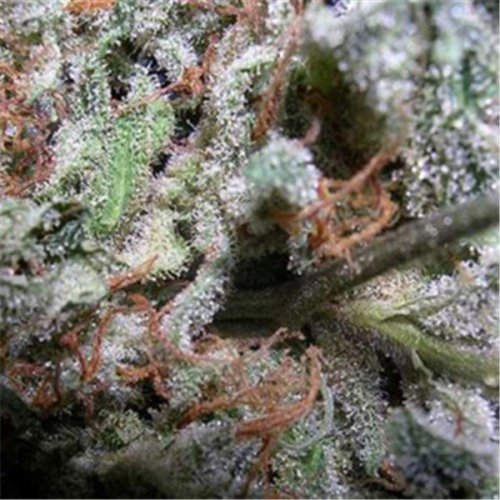 Indica Mix - Seeds 6 pcs feminized seeds (collection pack) Paradise Seeds