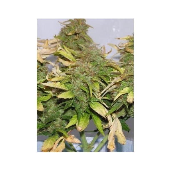 Kali Dog - feminizovaná semínka 10ks Royal Queen Seeds