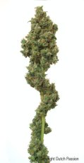 Euforia - standardizirano sjeme 10 kom Dutch Passion