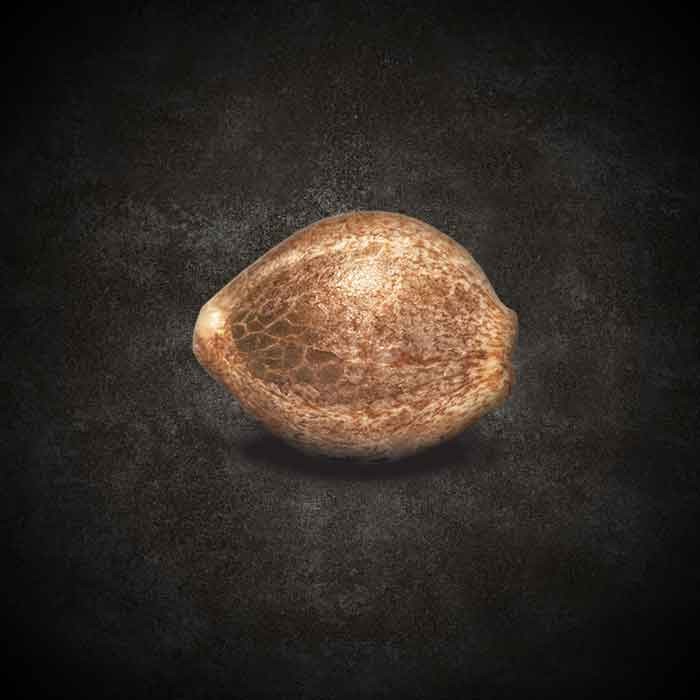 CBDrelax - feminizovaná semienka 3ks Paradise Seeds