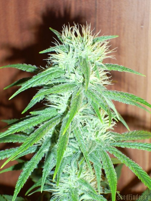 Sweet Cheese – feminizované semienka 3 ks Sweet Seeds