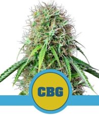 Royal CBG Automatic - nasiona samokwitnące 3 szt. Royal Queen Seeds