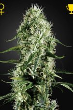 Super Silver Haze - feminized seeds 5pcs Green House Seeds