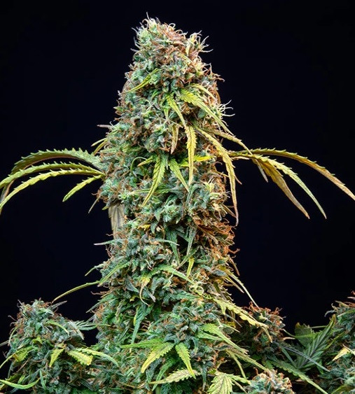Royal CBDV Automatic - samokvitnúce semienka 5 ks Royal Queen Seeds