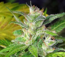 Kaliman Seeds Nitrocide feminizované semená