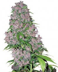 Purple Bud - feminizowane nasiona marihuany 10 sztuk, Sensi Seeds