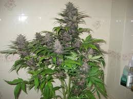 Dark Devil Auto - feminizovaná a samonakvétací semínka 3ks Sweet Seeds