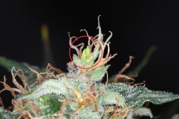 BANKS" ZU CANNABIS: WAS SIND DIE URSACHEN?