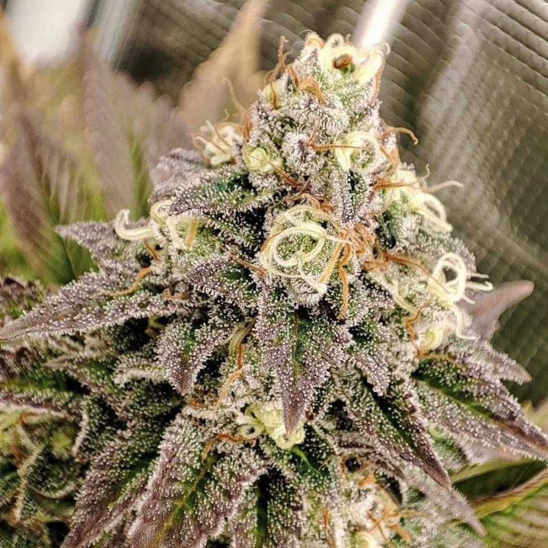 Tropical Tangie - feminizované semená 10ks, Dutch Passion