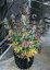 Red Poison Auto - semillas feminizadas y autoflorecientes 5pcs Sweet Seeds