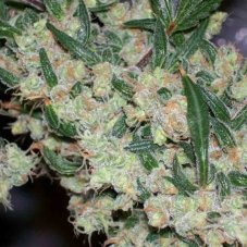 Afghan Skunk 18 szt. Standaryzowane nasiona Mr. Nice