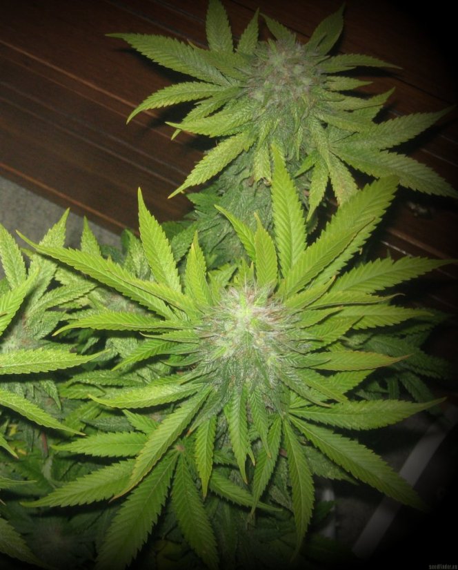 Sweet Cheese – feminizovaná semínka 3 ks Sweet Seeds