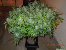 Sour Diesel Auto - fem. And autoclaved seeds 3pcs Humboldt OS
