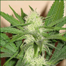 Sagarmatha Seeds Cheez Wreck feminizovaná semena