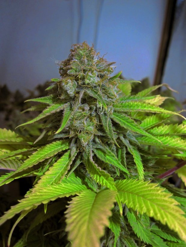 Cream Caramel – feminizovaná semínka 5ks Sweet Seeds