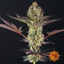 Dos Si Dos 33 - feminized seeds 5 pcs, Barney´s Farm