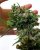 Blueberry Cheese - semillas feminizadas 5 uds Barney's Farm