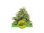 Haze Berry Auto - samonakvétacie semienka 5ks, Royal Queen Seeds
