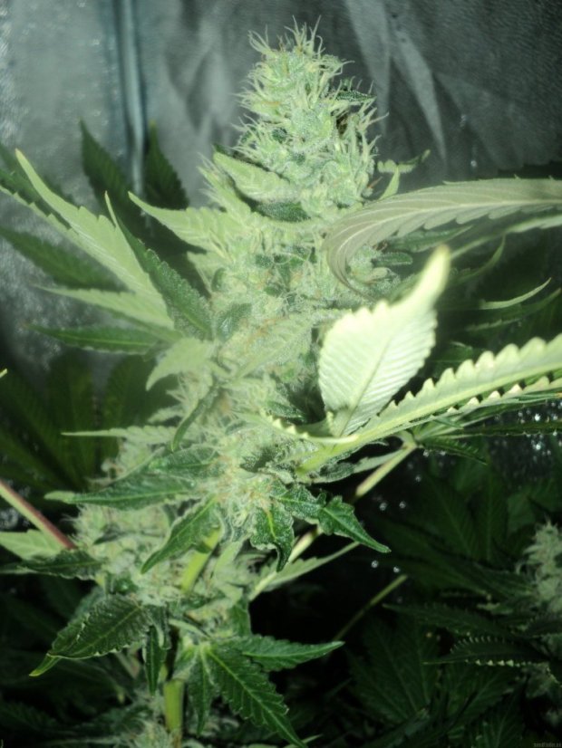OG Kush - feminizovaná semienka 3ks Humboldt