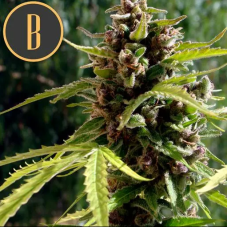 Blimburn Seeds Mamba Negra Auto samonakvétací semena, 3 ks