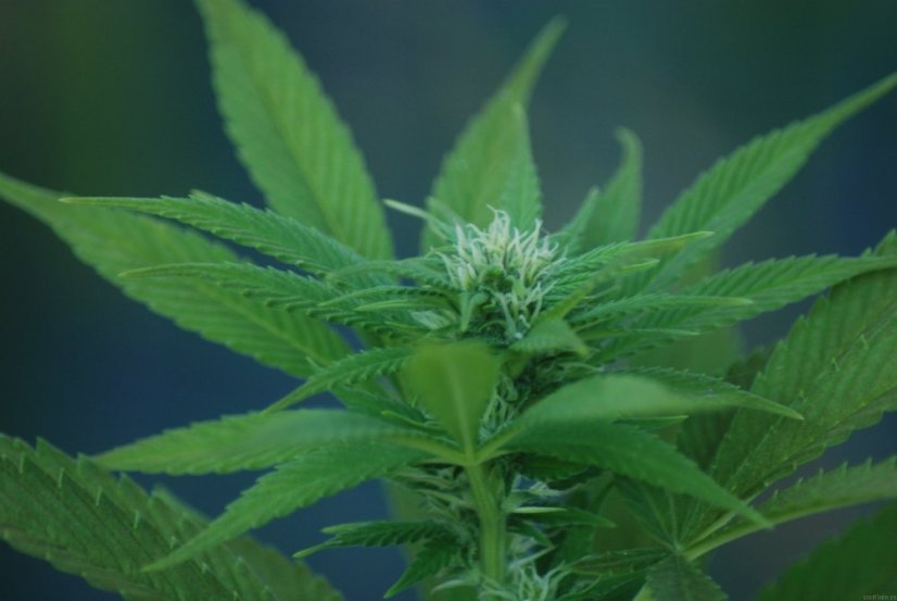 Ed Rosenthal Super Bud - Nasiona 10 szt. Standardowych Sensi Seeds