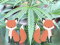 Foxtail or fox tail on cannabis: What is it and how to get rid of it?