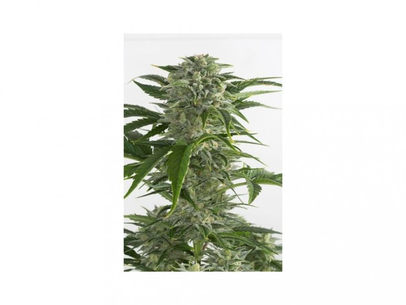 Bubba Kush Auto - fem. a autoflowering semienka 5ks Dinafem