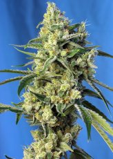 Sweet Amnesia Haze Feminisierte Samen - 5