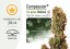ComPassion®- feminizované semienka 3ks Dutch Passion