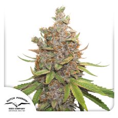 Glueberry O.G. autoflower - feminisierte Samen 3 Stück Dutch Passion