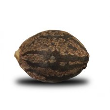 Skunk XL - feminizovaná semínka 5 ks Royal Queen Seeds