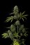 Critical Jack - feminizované semienka 36ks Natural Seeds