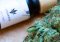 UPDATED: Hemp seeds with THC content up to 1% and the possibility of their cultivation