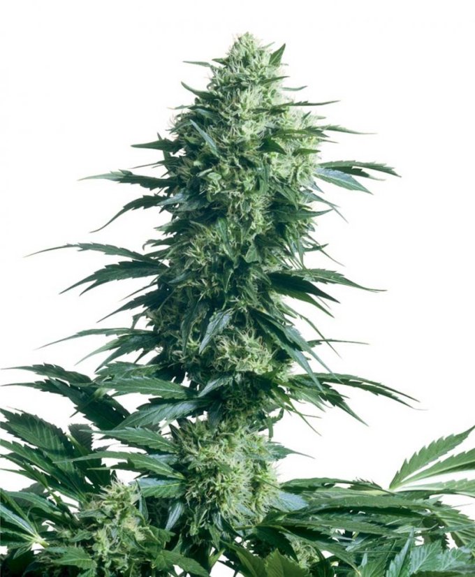 Mother's Finest - 10 seeds standardized Sensi Seeds