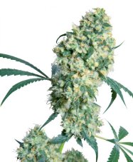 Ed Rosenthal Super Bud - Nasiona 10 szt. Standardowych Sensi Seeds
