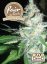 Northern Light - 10 fem. i Seeds of Fair Seeds