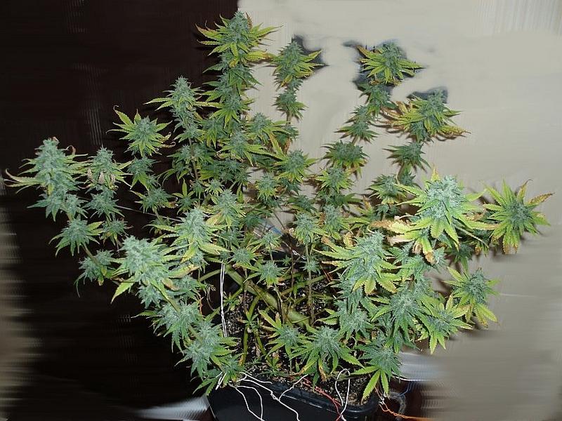 Black Jack Auto – 5 ks autoflowering semínek Sweet Seeds