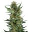 Royal Dwarf - fem. i 5ks Royal Queen Seeds