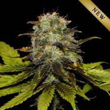 Khalifa Genetics Persian Prince feminizované semená