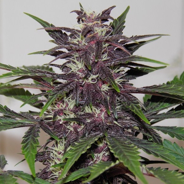 Purple Kush - feminizované a samonakvitacie semienka Buddha Seeds