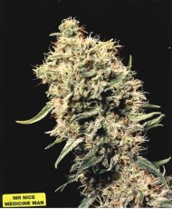 Medicine Man 18 ks štandardizovaná semienka Mr. Nice