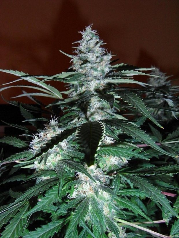 Black Domina - semínka 10 ks standardizovaná Sensi Seeds