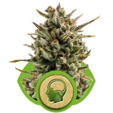 Amnesia Haze Automatic - 10 graines féminisées Royal Queen Seeds
