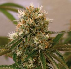 Red Cherry Berry - Feminized Seeds 10 pcs Barney's Farm