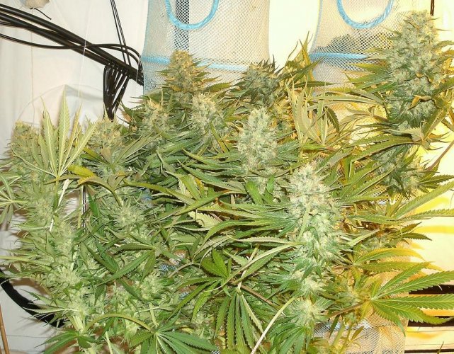 Strawberry Cough - Feminized Seeds 10pcs of Dutch Passion